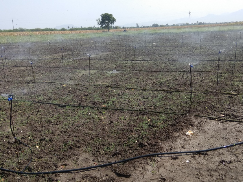 Onion cultivation irrigation method due to low water | पाणी कमी असल्याने सिंचन पद्धतीने कांदा लागवड