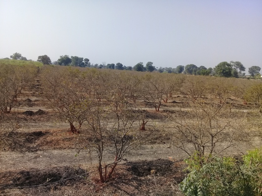  Pomegranate garden danger due to lack of water in Manori area | मानोरी परिसरात पाण्याअभावी डाळिंब बाग धोक्यात