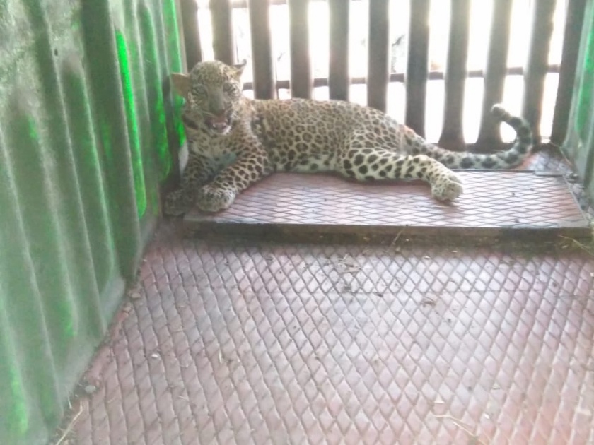 Leopard confiscated at Mohadi | मोहाडी येथे बिबट्या जेरबंद