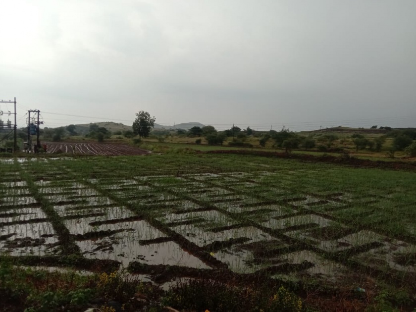 The rains in Naigaon valley caused the crop to rot | नायगाव खो-यात होत असलेल्या पावसामुळे पीक सडु लागली