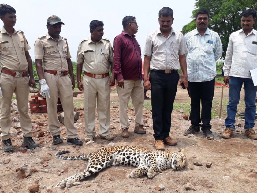 A leopard was found dead in the light of Shiva | प्रकाशा शिवारात बिबटय़ा मृतावस्थेत आढळला