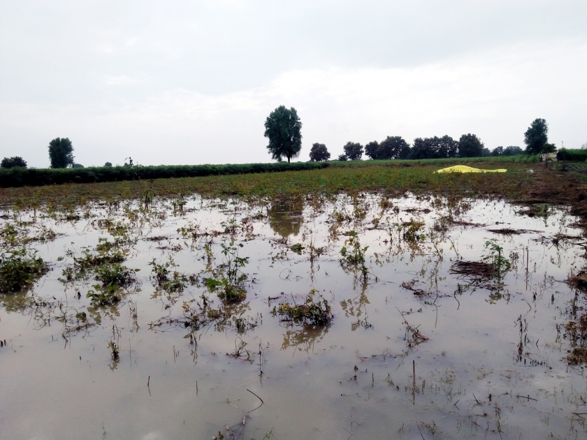 Parbhani: The return rains hit the crops | परभणी : परतीच्या पावसाचा पिकांना बसला फटका