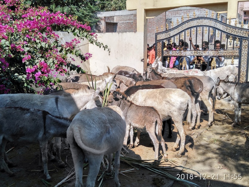 Parbhani: Finally the donkeys auctioned | परभणी : अखेर गाढवांचा केला लिलाव