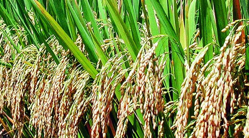 Ratnagiri: Small response to farmers selling paddy, online payment facility | रत्नागिरी : भात विक्रीला शेतकऱ्यांचा अल्प प्रतिसाद, आॅनलाईन पेमेंटची सुविधा