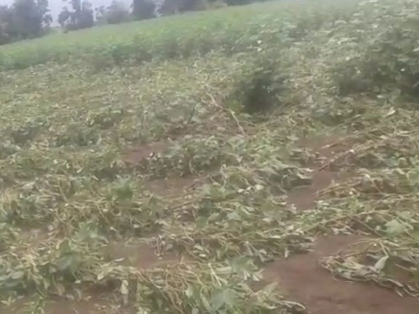 Extreme rainfall carried cotton crop | अति वृष्टीने कपाशीचे पीक गेले वाहून