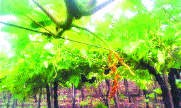 The deadly 40,000 acres of grape are hit | अवकाळीचा चाळीस हजार एकर द्राक्षबागांना फटका