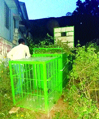 Panic in Shanigar; Forest department launches cage ... | शाहूनगरमध्ये बिबट्याची दहशत; वन विभागाने लावला पिंजरा...
