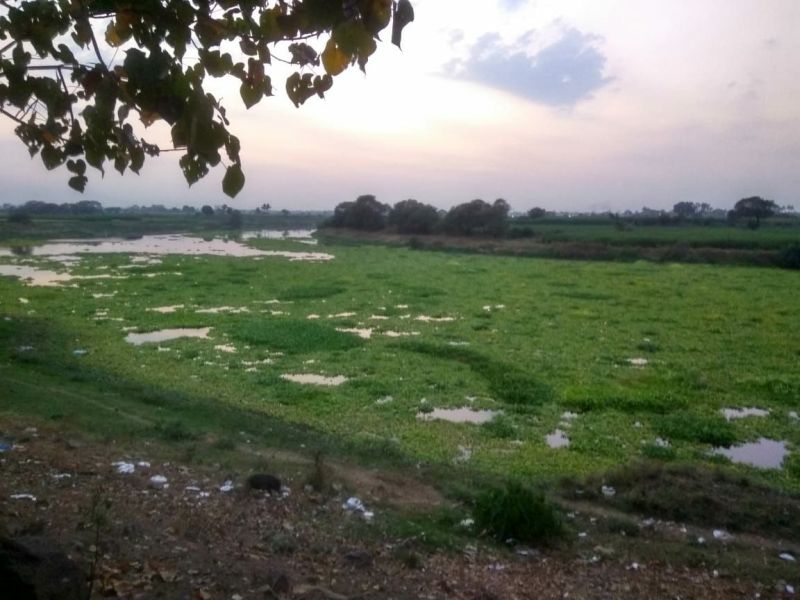 Pondicides of Godavari river | गोदावरी नदीला पानवेलींचा विळखा
