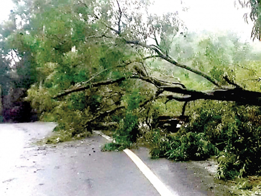 Heavy rain in the Vaibhavagavadi, tree collapsed in the oval | वैभववाडीत मुसळधार पाऊस, नाधवडेत झाड कोसळले