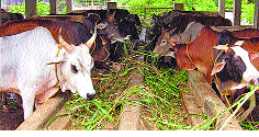 Animal feed prices skyrocketed | जनावरांच्या खाद्याचे दर गगनाला भिडले