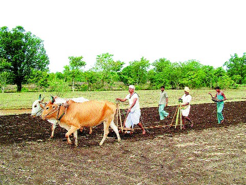 Sowing on an average of 21 thousand 776 hectares in Trimbakeshwar taluka | त्र्यंबकेश्वर तालुक्यात सरासरी २१ हजार ७७६ हेक्टरवर पेरणी