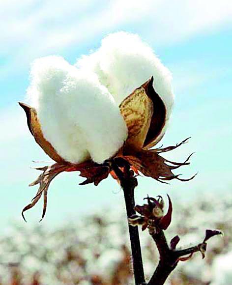 Loot of cotton growers in the market committee premises | बाजार समितीच्या आवारातच कापूस उत्पादकांची लूट