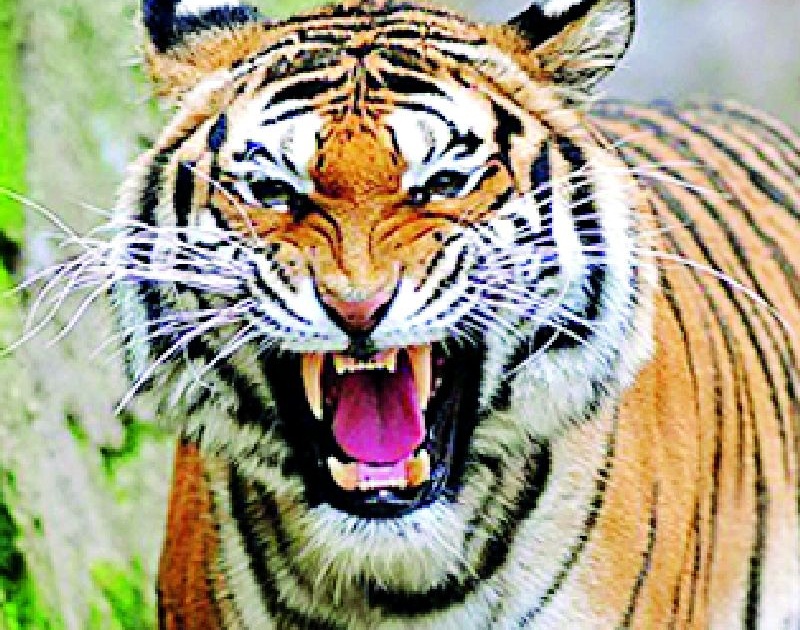 An increasing number of tigers enjoy wildlife; But the peasants panic | वाघांच्या वाढत्या संख्येने वन्यप्रेमींत आनंद; पण शेतकरी दहशतीत