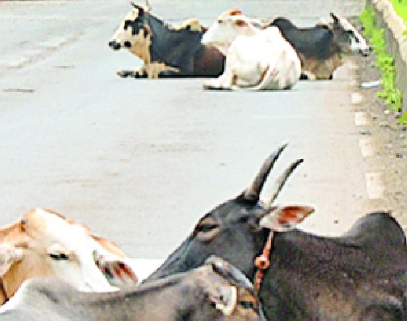 Main roads in Yavatmal city for vehicles or animals? | यवतमाळ शहरातील मुख्य रस्ते वाहनांसाठी की जनावरांसाठी?