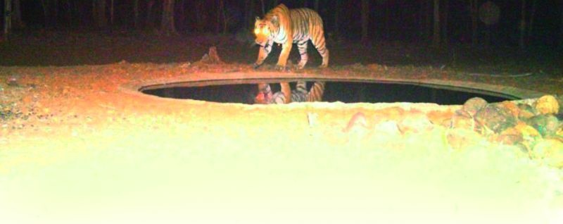'Trap cameras' on water bodies for tigers | वाघासाठी पाणवठ्यांवर ‘ट्रॅप कॅमेरे’