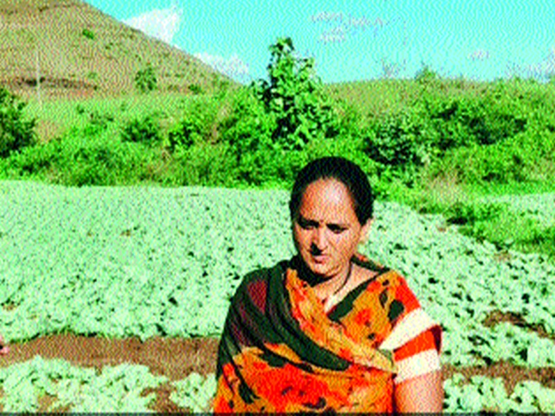  Damage to the cabbage crop by poisoning the drug | विषारी औषध टाकून कोबी पिकाचे नुकसान