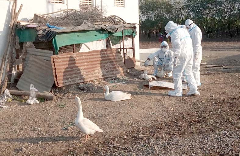 Outbreak of bird flu in Wardha district; Pawanar's dead duck report positive |  वर्धा जिल्ह्यात बर्ड फ्लूचा शिरकाव;  पवनारच्या मृत बदकाचा अहवाल पॉझिटिव्ह