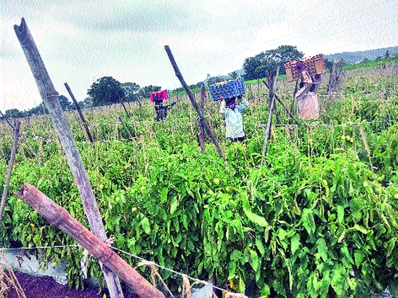  Hope of Rabi season for farmers in eastern region | पूर्व भागातील शेतकऱ्यांना रब्बी हंगामाची आशा