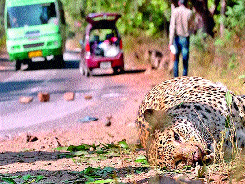 42 leopards left the life on the road | ४२ बिबट्यांनी सोडला रस्त्यावर प्राण