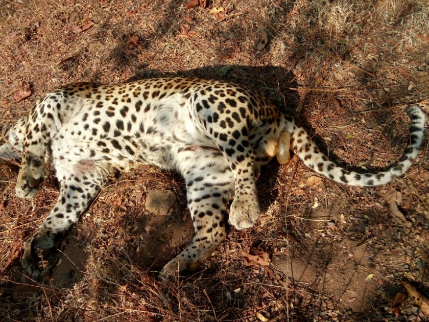Chandrapur again found a leopard dead | चंद्रपूर जिल्ह्यात पुन्हा एक बिबट मृतावस्थेत आढळला