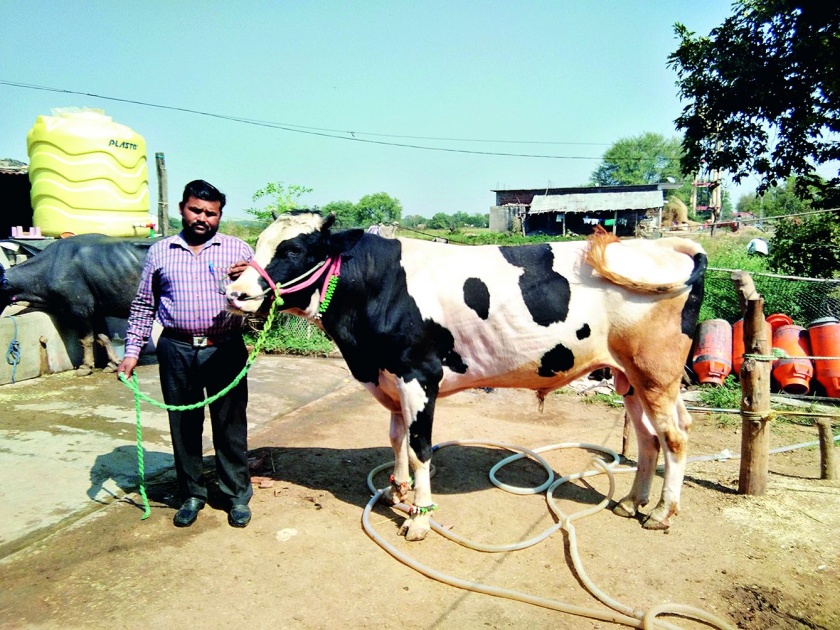 Lots of two cows from cows to 20 milch cows; Success Story of the youth of Nagpur | दोन भाकड गायींपासून ते २० दुभत्या गायींपर्यंतची झेप; नागपूरच्या तरुणाची यशोगाथा