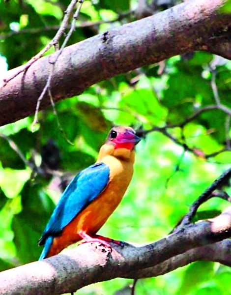 Stock build Kingfisher found on Telangkhedi lake in Nagpur | नागपुरातील तेलंगखेडी तलावावर आढळला ‘स्टॉक बिल्ड किंगफिशर’