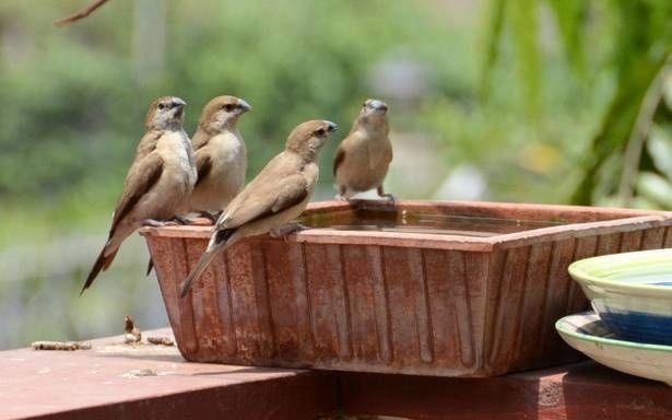 Feeding for hungry, thirsty birds | भुकेल्या, तहानलेल्या पक्ष्यांसाठी दाणापाणी