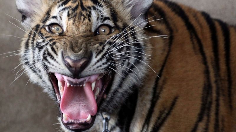 A tiger landed in house in Chandrapur district | चंद्रपूर जिल्ह्यात बाम्हणी येथील घरात वाघाने मांडले ठाण