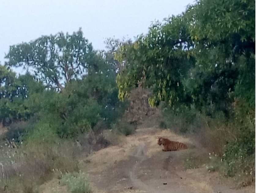 Tiger sitting on road in the forest of Chandrapur district ... | चंद्रपूर जिल्ह्यातील जंगलातल्या पायवाटेवर वाघाने दिला रात्रभरापासून ठिय्या...