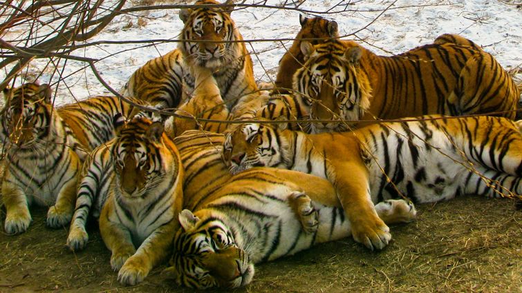 Over flow of Tigers in Chandrapur ; corridor of tigers in Vidarbha | चंद्रपूर येथे वाघांची संख्या ‘ओव्हर फ्लो’; विदर्भात वाघांचा कॉरिडॉर