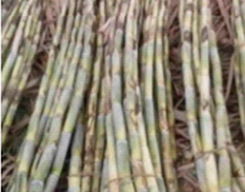 1 lakh 70 thousand tons of sugarcane will be crushed in the coming season | येत्या हंगामात १ लाख ७० हजार टन उसाचे गाळप होणार