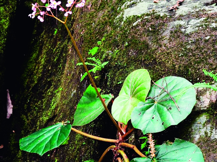 Madhukar Bachulkar's name for a new breed of Begonia | ‘बेगोनिया’च्या नवीन जातीस मधुकर बाचूळकर यांचे नाव