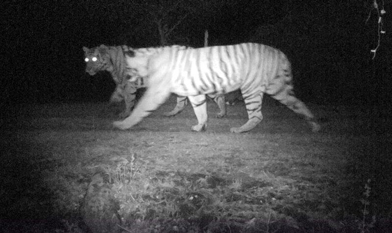 Tigers found at Linga, Karvar, Ekalvir Panchctrashit of Satpuda | सातपुड्याच्या कुशीतील लिंगा, करवार, एकलविहीर पंचक्रोशीत वाघांचे वास्तव्य