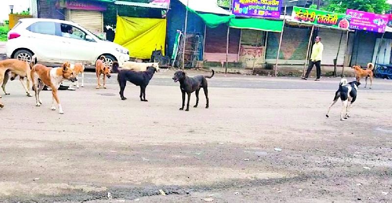 Stray dogs roam the city | बेवारस श्वानांचा शहरात सुळसुळाट