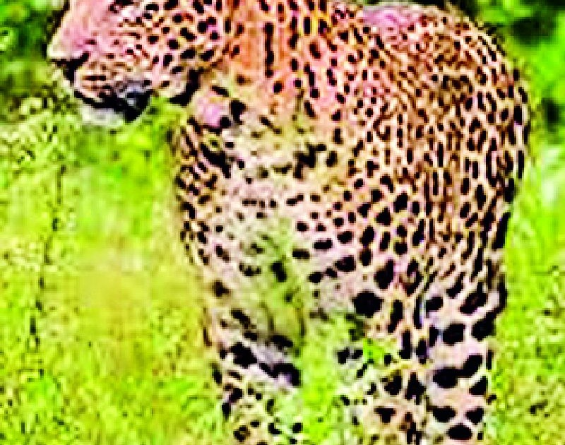 In the university, the male and female leopard with a calf muscle | विद्यापीठात नर, मादी बिबट्यासह बछड्याचा वावर