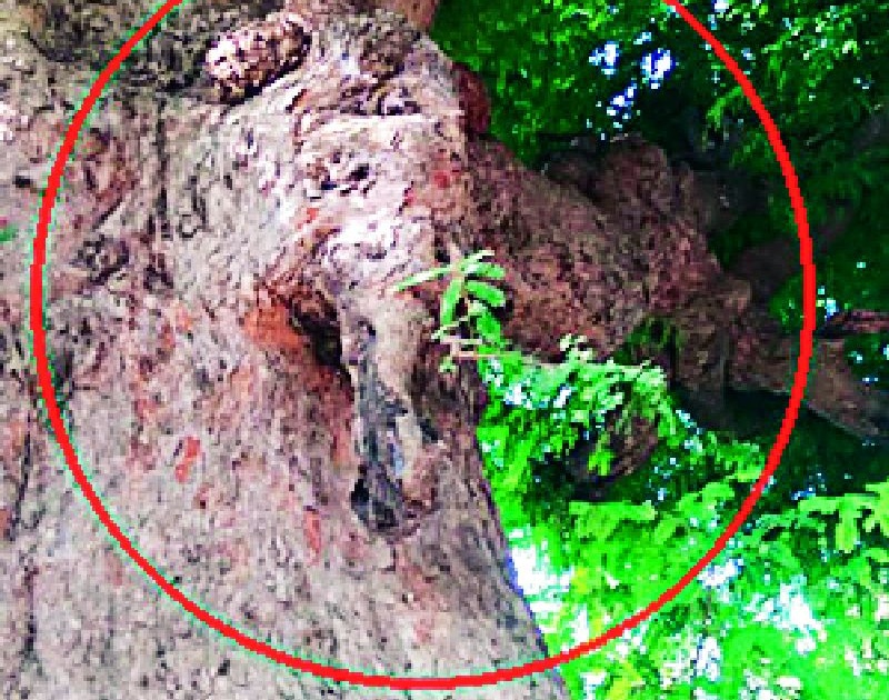 Ganapati Bappa sits on a chinchilla tree | चिंचेच्या झाडावर गणपती बाप्पा विराजमान
