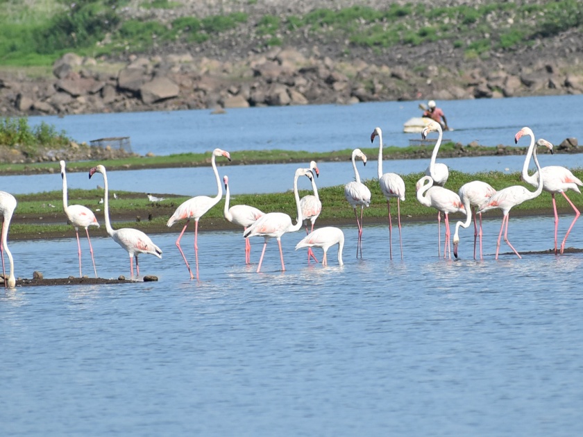 The 'flamingo' from Rajasthan rested on the Domeri lake | राजस्थानातून आलेला ‘फ्लेमिंगो’ डोमरी तलावावर विसावला