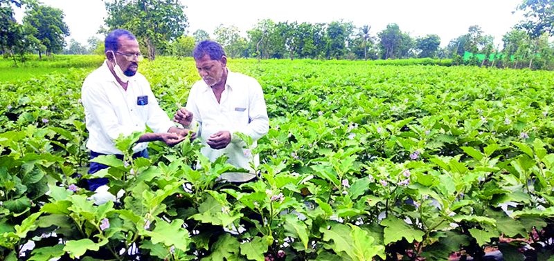 Eggplants were dried at Rs. 40 per kg | वांग्यांच्या ४० रुपये किलो दराने शेतकरी सुखावला