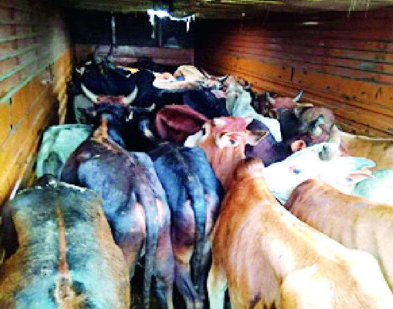 51 animals rescued in police raid | पोलिसांच्या धाडीत ५१ जनावरांची सुटका