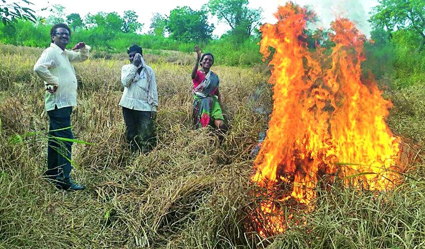 Burns of paddy | धानपीक जाळले