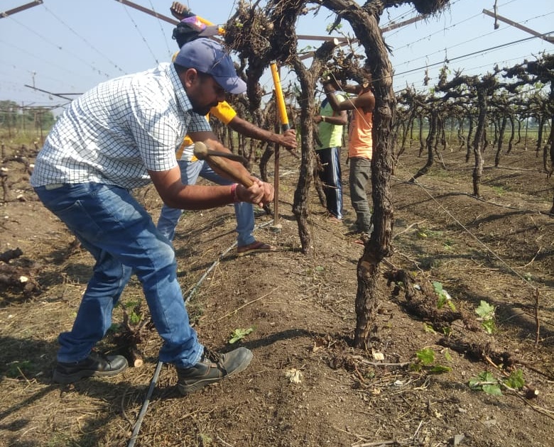 The farmer of Brahmangaon broke the vineyard | ब्राह्मणगावच्या शेतकऱ्याने तोडली द्राक्षबाग