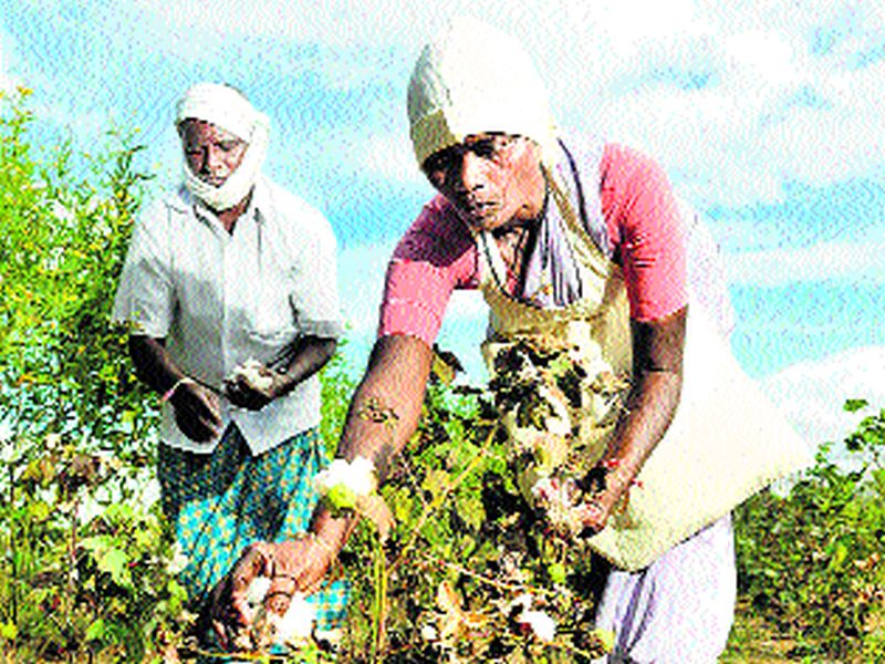 Due to 36 thousand cotton growers in the district | जिल्ह्यातील ३६ हजार कापूस उत्पादकांना दिलासा