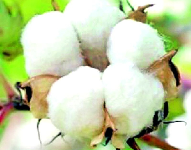 Debtor farmers are helpless due to lack of cotton | कापसाच्या चुकाऱ्यांअभावी कर्जदार शेतकरी हतबल