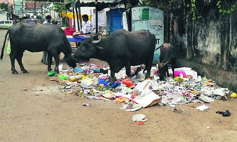 Garbage on the road even when there are boxes | पेट्या असतानाही कचरा रस्त्यावर