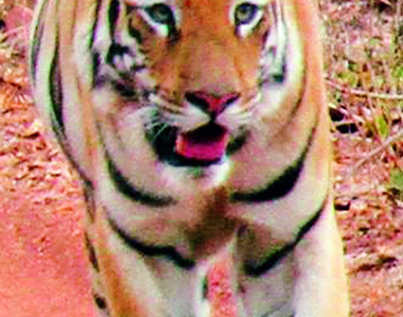 Tiger hanging in the Maal area still | मासळ परिसरात अजूनही वाघाची दहशत