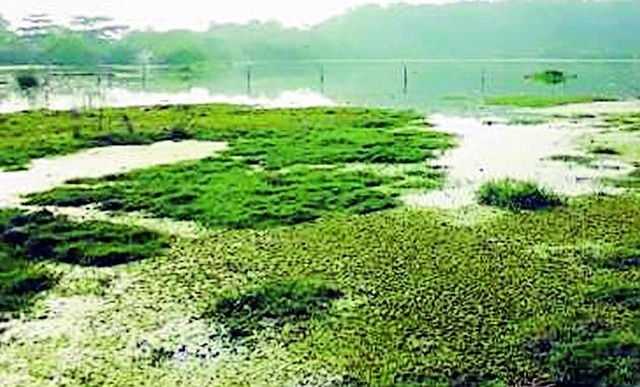 Agricultural water harvesting nipikas due to sewage | सांडपाण्यामुळे अडीच हेक्टर शेतजमिनी नापिकी