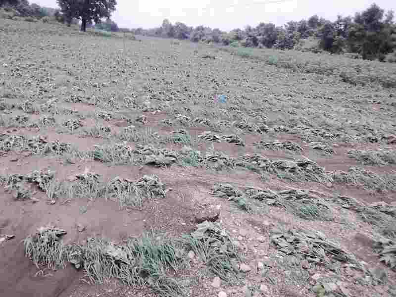 The crops are harvested in Umtala, Dhrad Shiva | उमाळे, धानवड शिवारात पिके गेले वाहून