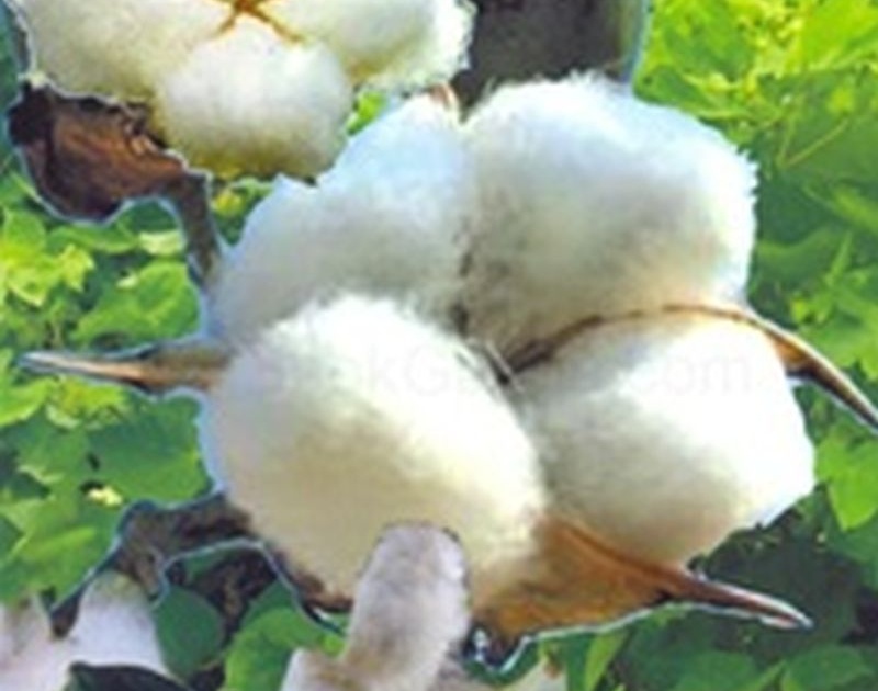 1.75 lakh pots of Bt cotton seeds available for Dhule district | धुळे जिल्ह्यासाठी बी.टी.कापूस बियाण्यांची १.७५ लाख पाकिटे उपलब्ध