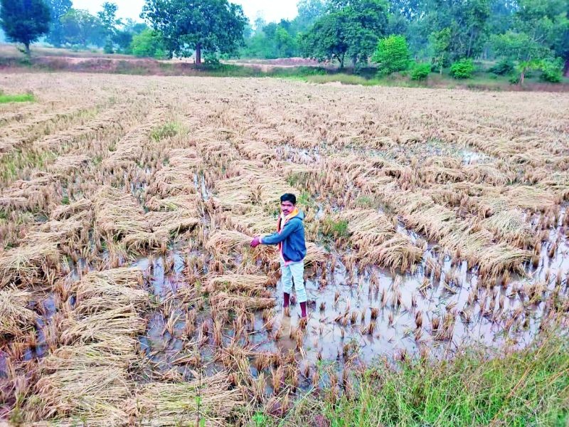 Untimely rains hit harvested grain | अवकाळी पावसाचा कापणी झालेल्या धानाला फटका