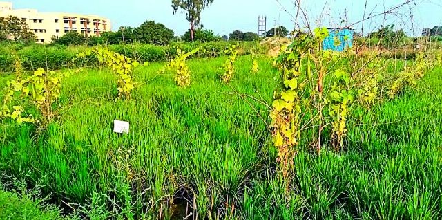 Successful use of vegetables in rice crop | धानाच्या पिकात भाजीपाल्याचा यशस्वी प्रयोग